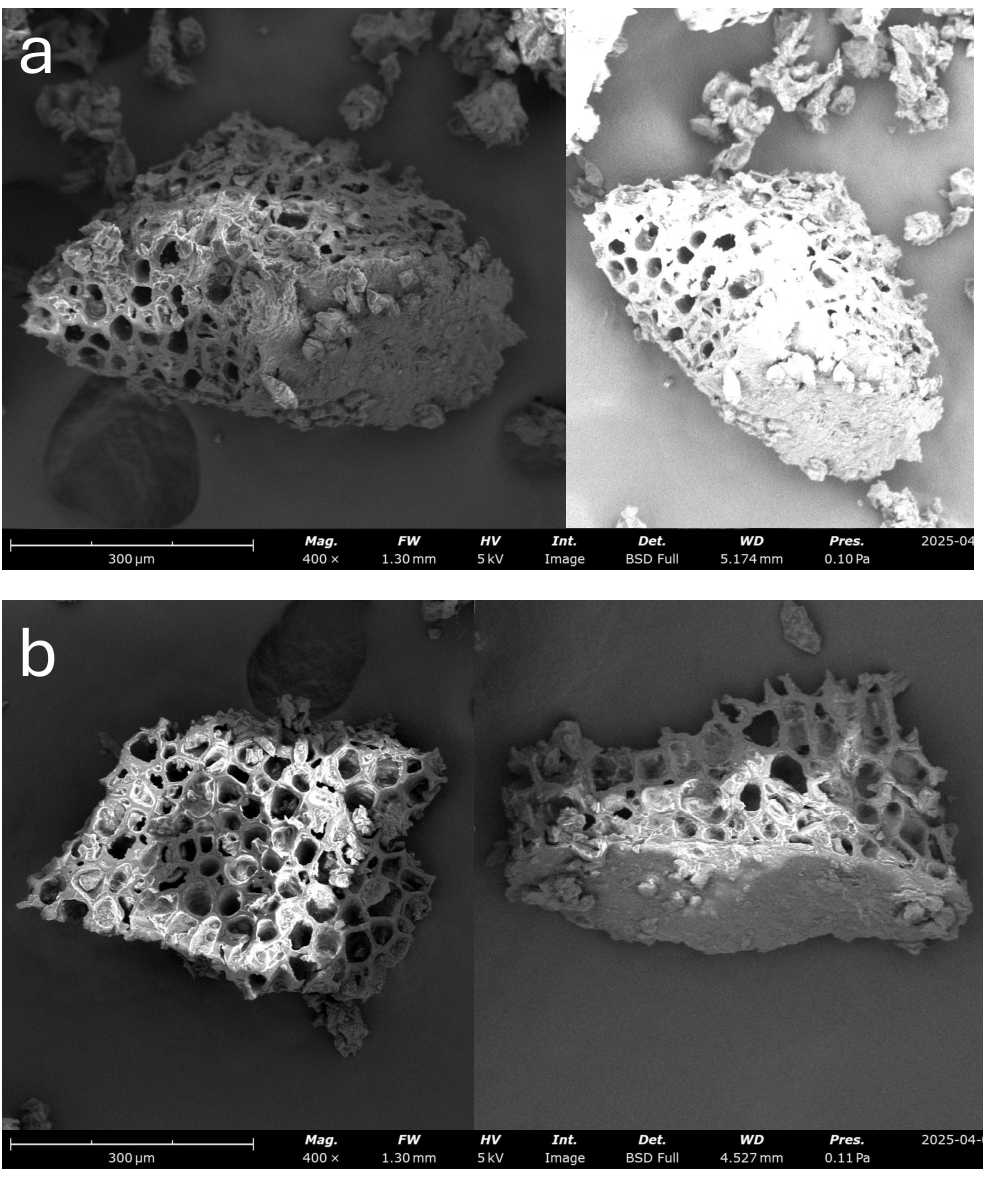 Figure 7: SEM images of coarse ground of a) medium roast and b) dark roast coffee powder